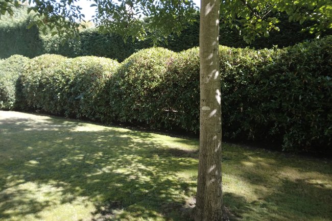 Snoeiwerken