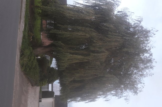 Wilg knotten