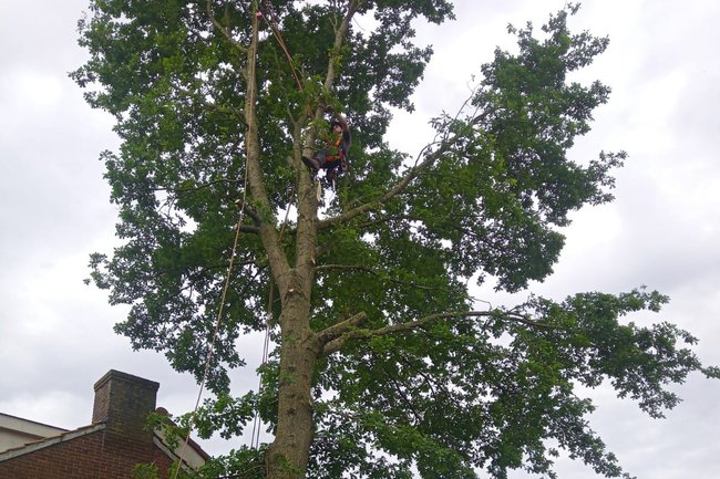 Grote eik rooien in De Meern.