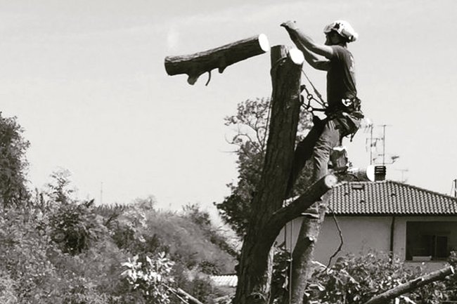 Abbattimento di un noce in tree climbing.