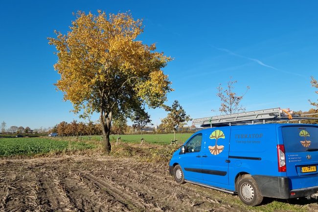 Mooie linde na het snoeien.