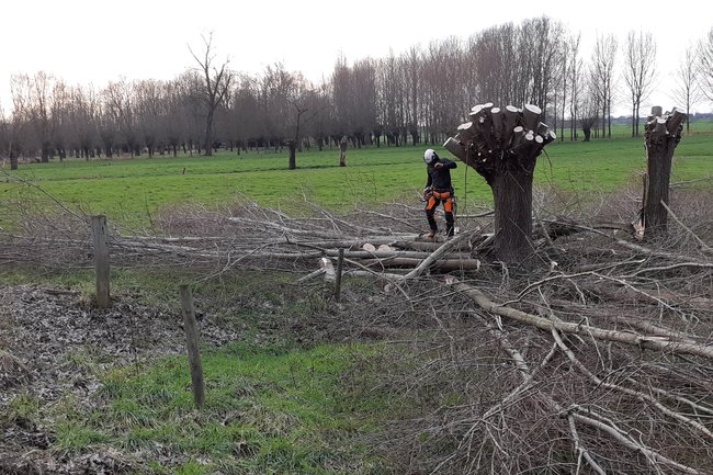 Achterstallig knotten wilg.