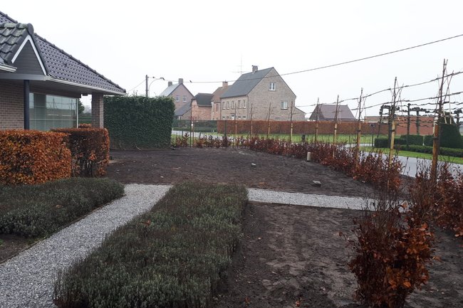 475 Beukenhaag plantjes geplant + 19 leilinden geplant