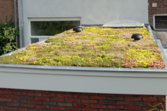 Aanleg van groendak