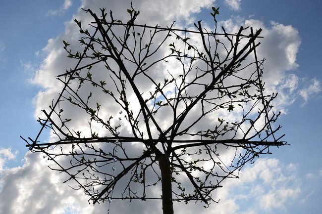 Maulbeerbaum als Schattenspender ind Schirmform