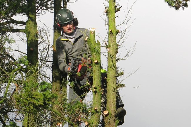 Bomenwerk moet hout snijden