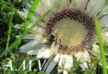 Loonbedrijf A.M Versluis-logo